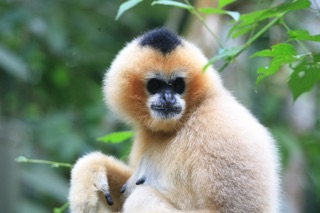 assam-tourist-spots-gibbon-wildlife-sanctuary-1919525424 2